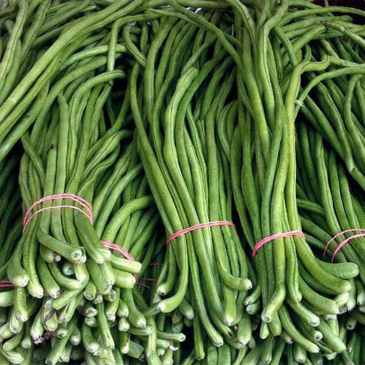 lobia beans - desi vegetable seeds