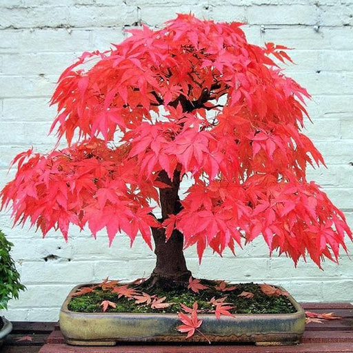 maple bonsai ( mix colors color ) - 5 seeds