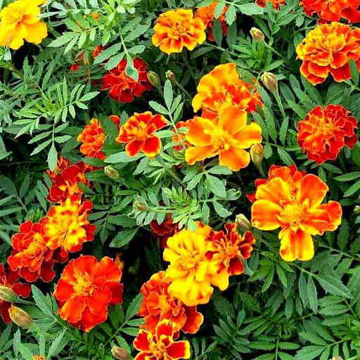 marigold french royal - flower seeds