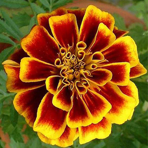marigold jafri - desi flower seeds