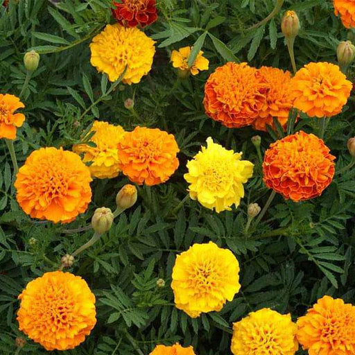 marigold mixed color - desi flower seeds