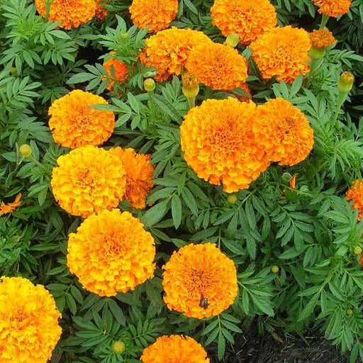 marigold pusa navrangi - desi flower seeds