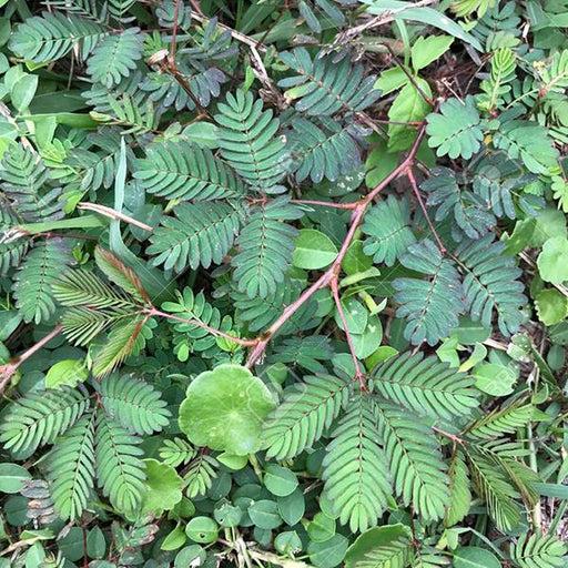 mimosa pudica - 0.5 kg seeds