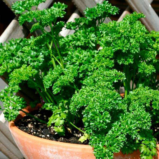 parsley forest green - vegetable seeds