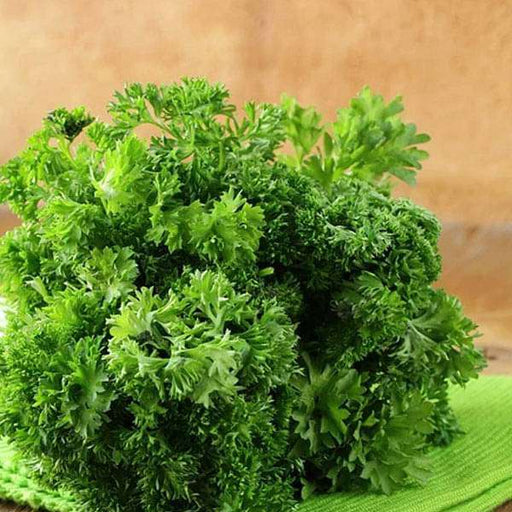 parsley moss curled - herb seeds