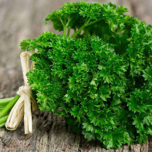 parsley - organic herb seeds