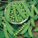 peas pv 10 - desi vegetable seeds