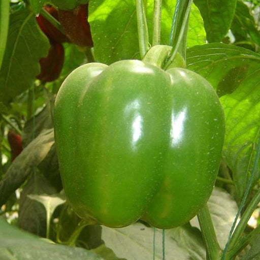 pepper em bella - vegetable seeds