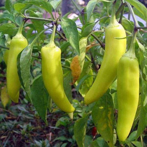 pepper sweet banana - vegetable seeds