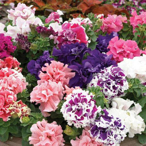petunia glorious double mixed color - flower seeds