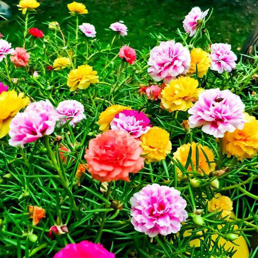 portulaca f1 hybrid mixed color - flower seeds