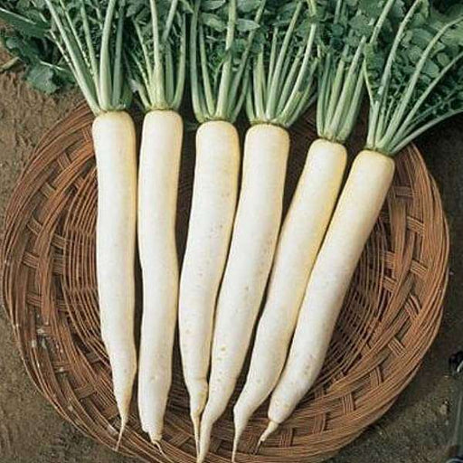 radish f1 great long white - vegetable seeds