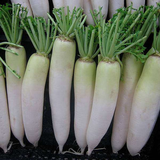 radish japani white - desi vegetable seeds