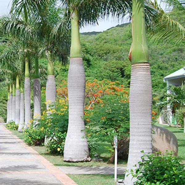 Buy Roystonea Regia, Royal Palm - 0.5 kg Seeds online from Nurserylive at  lowest price.
