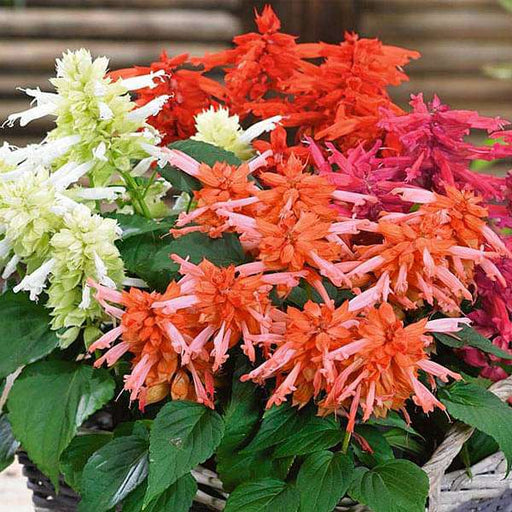 salvia f1 hybrid mixed color - flower seeds