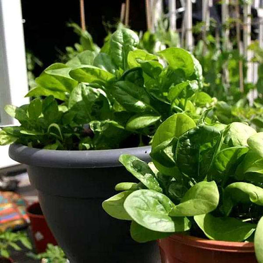 spinach all green - desi vegetable seeds