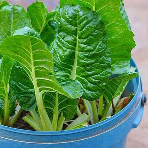 spinach pahari - desi vegetable seeds