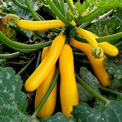 squash golden yellow - vegetable seeds
