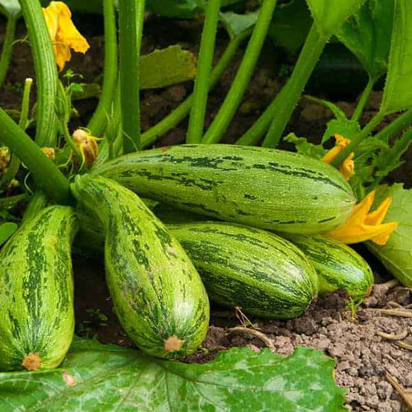 squash long green - vegetable seeds