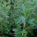 stylosanthes scabra - 0.5 kg seeds
