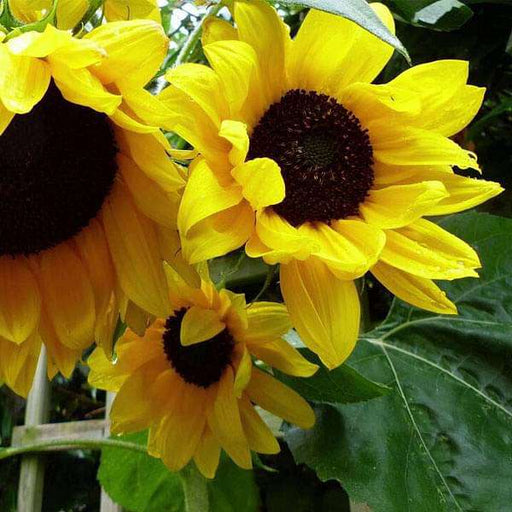 sunflower large bloom - flower seeds