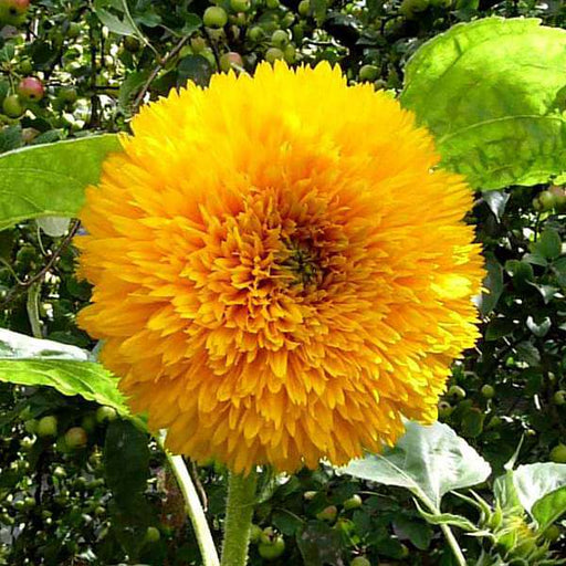 sunflower sungold - desi flower seeds