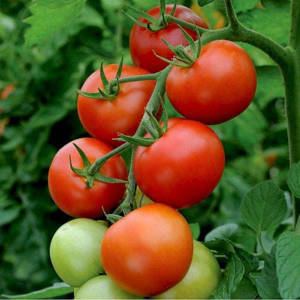 Tomato Seeds - Beefsteak (Determinate), Vegetable Seeds in Packets & Bulk