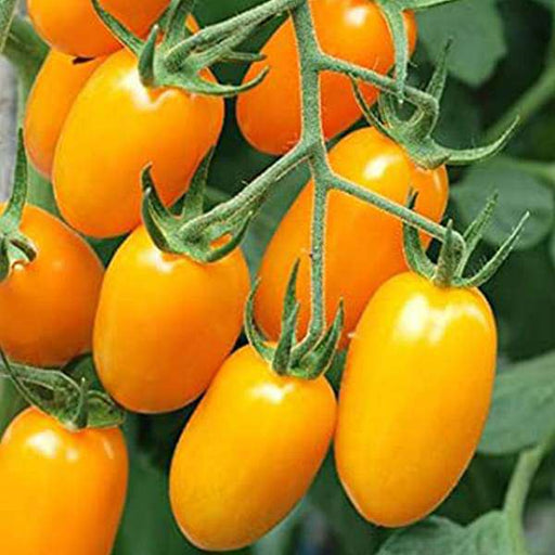 tomato plum yellow - vegetable seeds