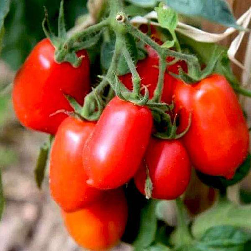 tomato roma - organic vegetable seeds