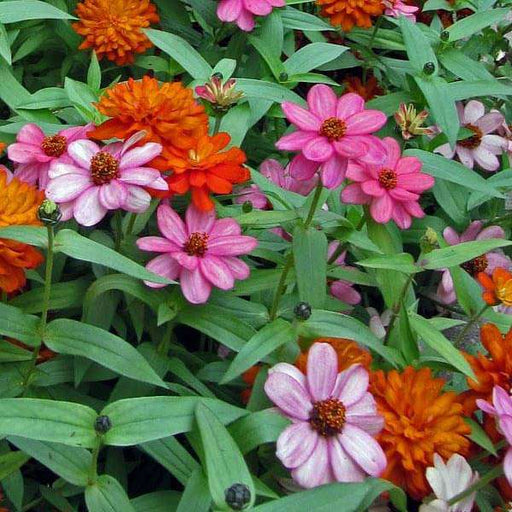 zinnia double mixed color - desi flower seeds