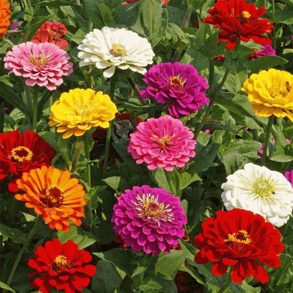 Buy Zinnia F1 Tall Mixed Color Flower Seeds online from Nurserylive