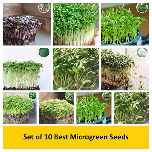 set of 10 best microgreen seeds