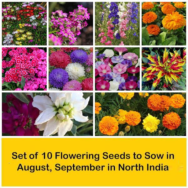 set of 10 flowering seeds to sow in august 