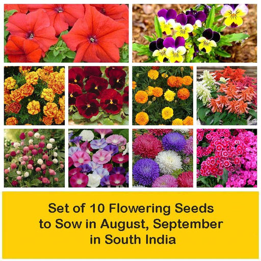 set of 10 flowering seeds to sow in august 