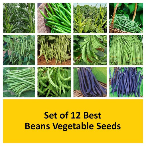 set of 12 best beans vegetable seeds 