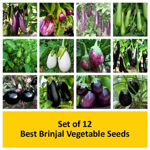 set of 12 best brinjal vegetable seeds 