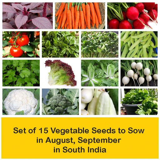 set of 15 vegetable seeds to sow in august 