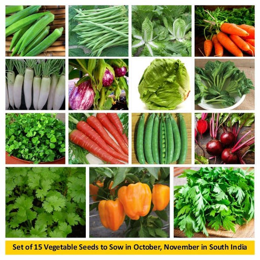set of 15 vegetable seeds to sow in october 