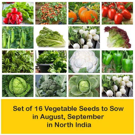 set of 16 vegetable seeds to sow in august 