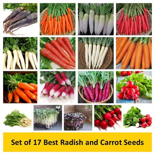 set of 17 best radish and carrot seeds 