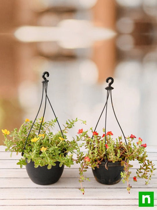 set of 2 adorable portulaca plants in hanging baskets 