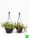 set of 2 adorable portulaca plants in hanging baskets 