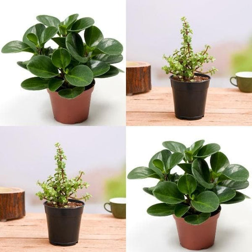 set of 2 good luck plants pack