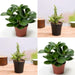 set of 2 good luck plants pack 