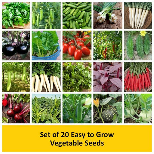 set of 20 easy to grow vegetable seeds 