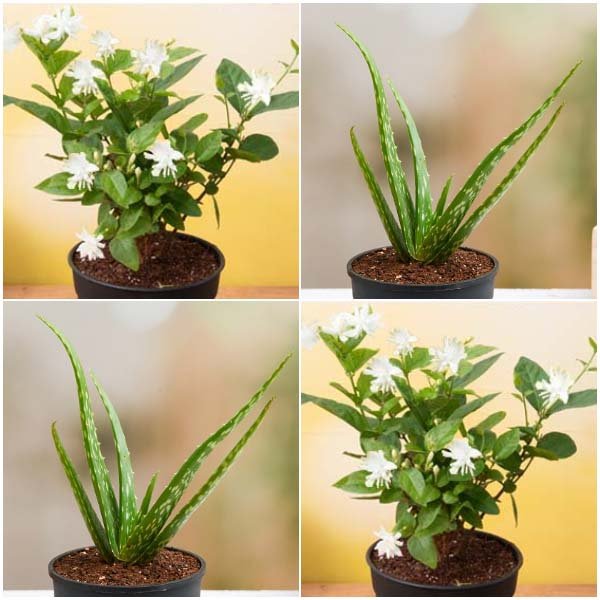 Set of 4 Summer Special Plants (2 Jasmine + 2 Aloe Vera) Pack