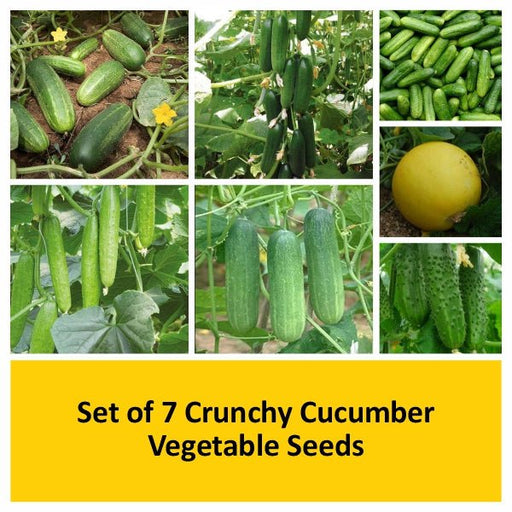 set of 7 crunchy cucumber vegetable seeds