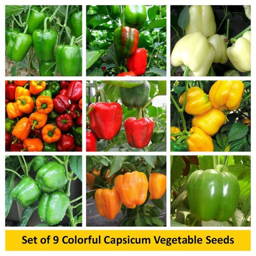 set of 9 colorful capsicum vegetable seeds 