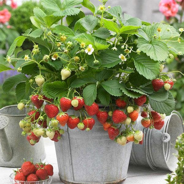 strawberry - plant