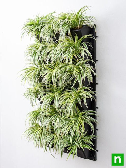 stunning spider plants for attractive indoor vertical garden 